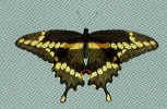 butterfly copy.JPG (64408 bytes)